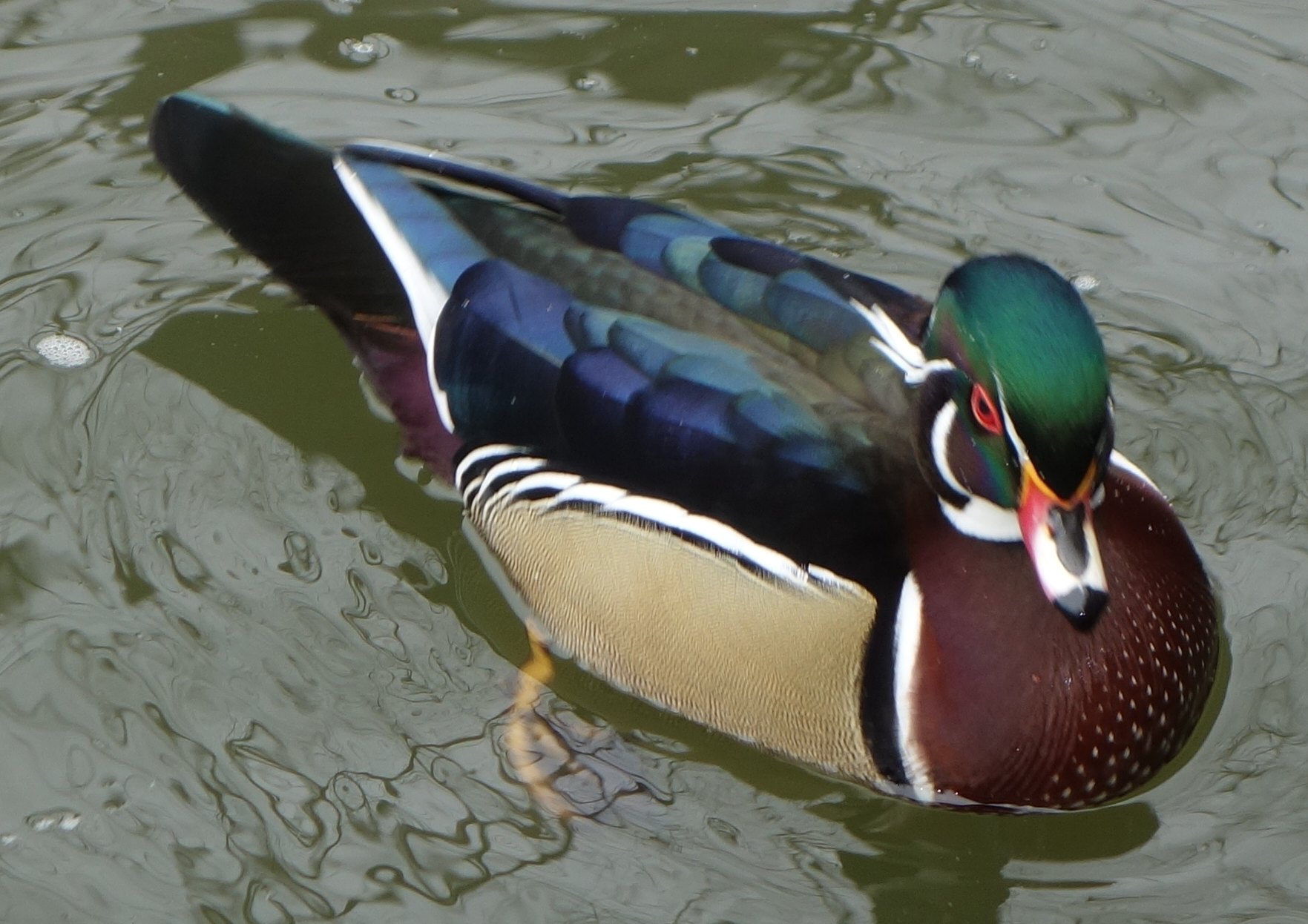 Alfa img - Showing &gt; Chinese Wood Duck